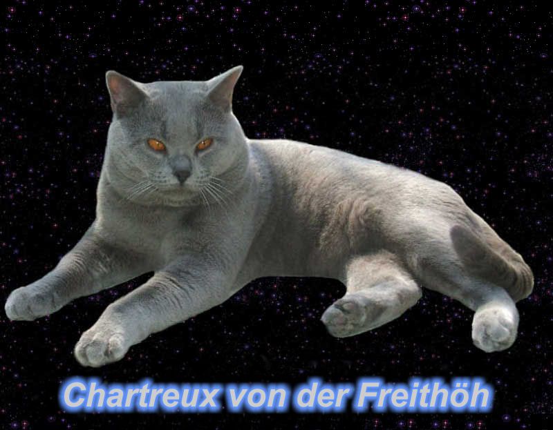 Um diese Seite zu besuchen, m�ssen sie auf den Kater klicken!