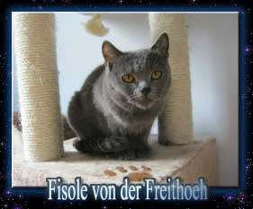 Fisole von der Freithoeh