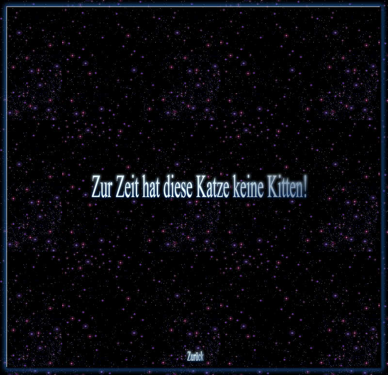 Zur Zeit hat diese Katze keine Kitten!