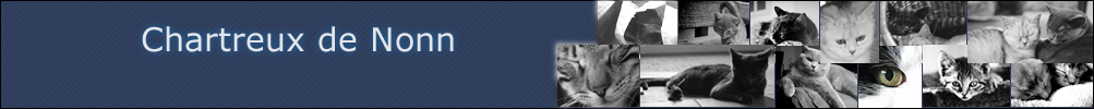Chartreux und British Cats
